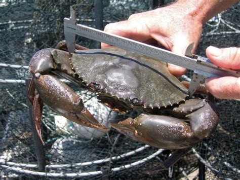 Mud Crab Fattening Profits and Cost - Agri Farming - muktibox.com