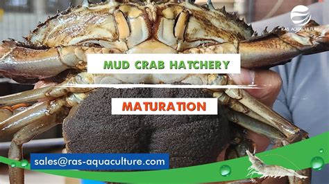 MUD CRAB HATCHERY AND FATTENING - eprints.cmfri.org.in - muktibox.com