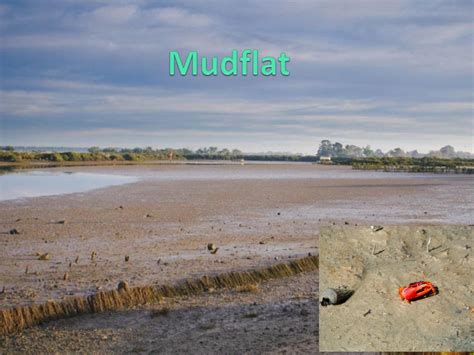 Mudflat - muktibox.com