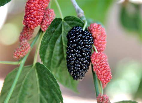 Mulberry | Description, Uses, & Major Species | Britannica - raincitystudios.com