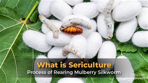 Mulberry and sericulture industry - The Canada Times - raincitystudios.com