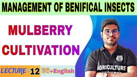 Mulberry cultivation and management | Directorate of Sericulture ... - raincitystudios.com
