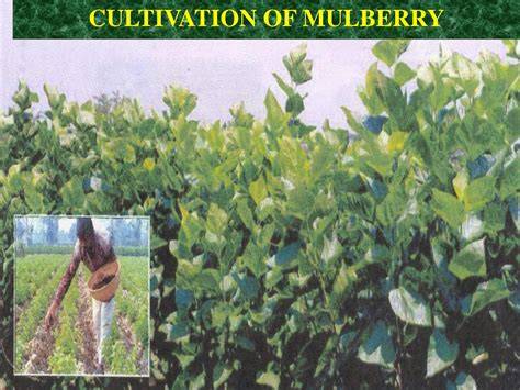 Mulberry cultivation and utilization in India - raincitystudios.com