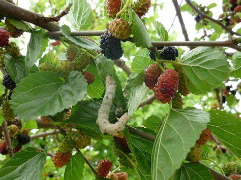 Mulberry Cultivation for Sericulture - raincitystudios.com
