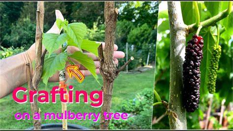 Mulberry grafting — Grokipedia - raincitystudios.com