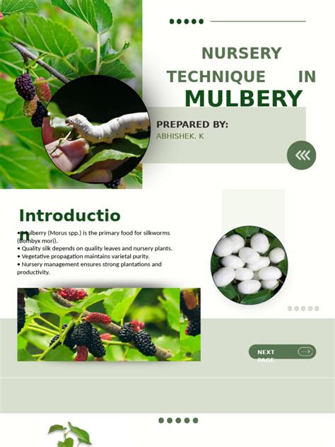 Mulberry Sericulture - ResearchGate - raincitystudios.com
