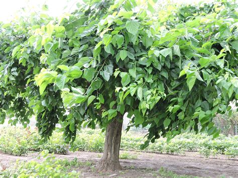 Mulberry Trees | Infonet Biovision Home. - raincitystudios.com