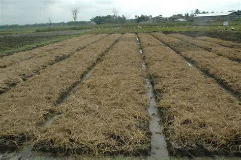 Mulsa Jerami untuk Budidaya Tanaman - anakagronomy - raincitystudios.com