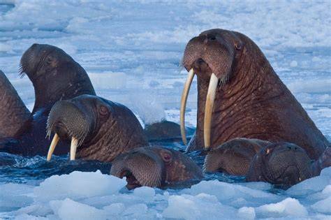 Multiple facets of marine biodiversity in the Pacific Arctic under ... - raincitystudios.com