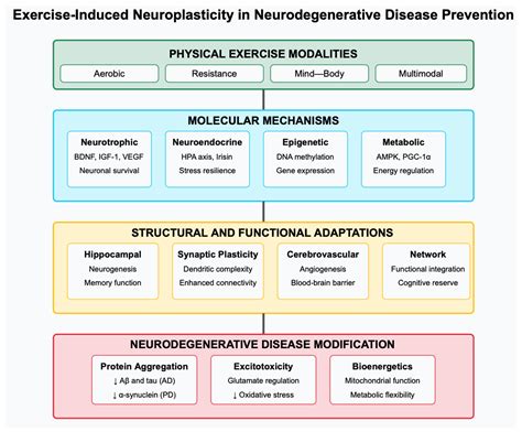 Multiscale Mechanisms of Exercise-Induced Neuroplasticity: From ... - wintechmobiles.com