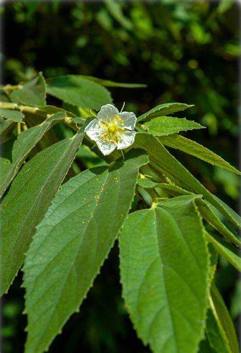 Muntingia calabura in Flora of North America @ efloras.org - raincitystudios.com
