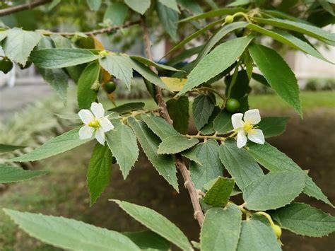 Muntingia calabura - Useful Tropical Plants - raincitystudios.com