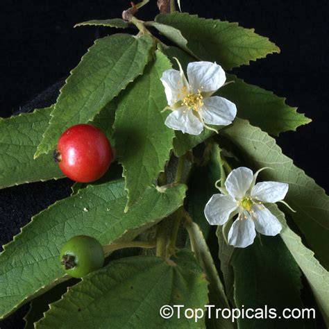 Muntingia Plant Care & Growing Basics: Water, Light, Soil, … - raincitystudios.com