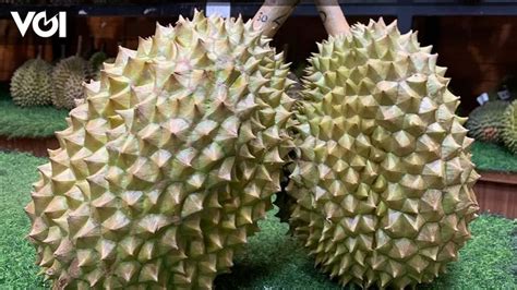 Musang King Durian, Monthong Durian, and Bawor Durian. ... - raincitystudios.com