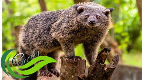 Musang - Wikipedia bahasa Indonesia, ensiklopedia bebas - muktibox.com