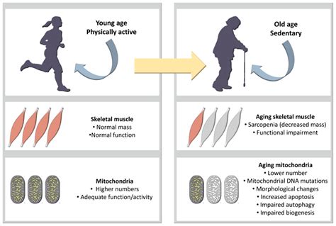 Muscle Function: Effects of Aging - Physiopedia - muktibox.com