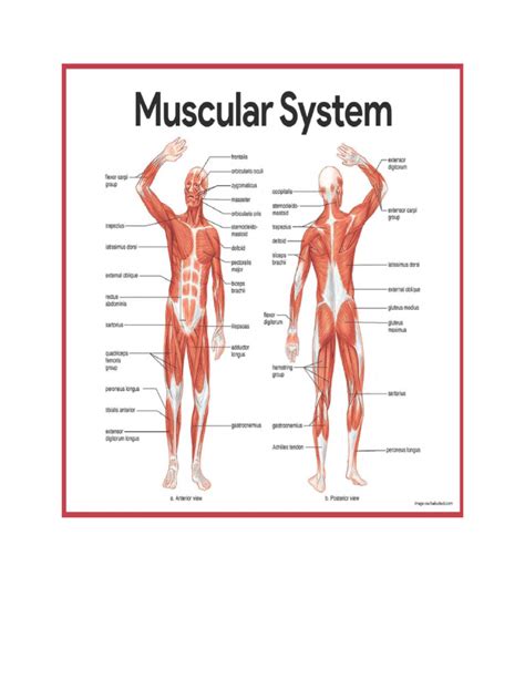 Muscular System Handout.doc - Muscular System Muscle Anatomy - muktibox.com