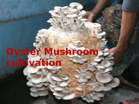 Mushroom Cultivation Links - North American Mycological Association - muktibox.com