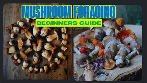 Mushroom foraging for beginners: A Step by Step Guide to Safe ... - raincitystudios.com