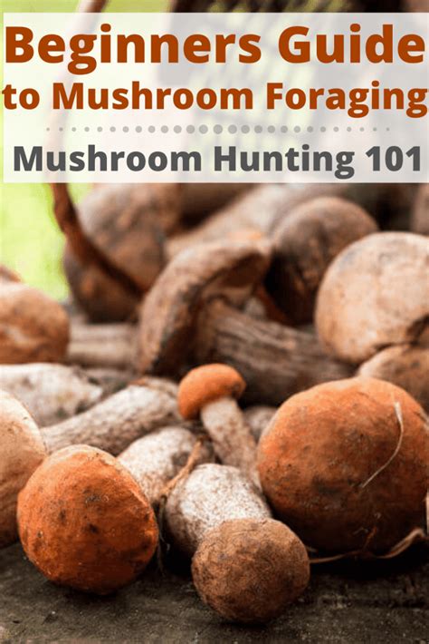 Mushroom Foraging for Beginners : A Complete Guide to ... - Amazon - raincitystudios.com