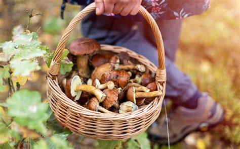 MUSHROOM FORAGING FOR BEGINNERS OF NORTH AMERICA: The Beginner Forager ... - raincitystudios.com
