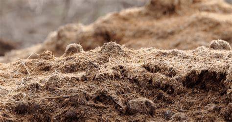 Mushroom Growing Substrate: Complete Guide - raincitystudios.com