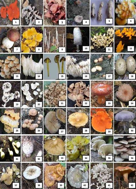 Mushroom Identification | Could someone please help ID these - muktibox.com