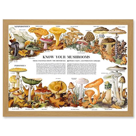 Mushroom identifier - Mushroom World - muktibox.com