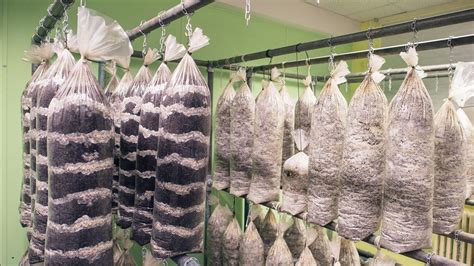 Mushroom Inoculation: Spawn, Substrate, Logs & Beds … - raincitystudios.com