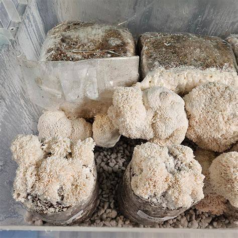 Mushroom Substrate Recipes: 8 Proven Formulas for … - raincitystudios.com