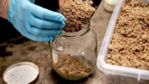 Mushroom Substrates: Complete Guide for Beginners + Easy Recipes - raincitystudios.com