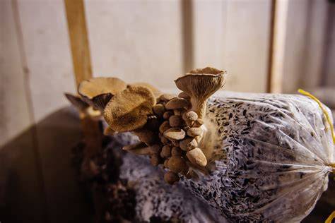 Mushroom Substrates 101: In-Depth Guide to … - raincitystudios.com