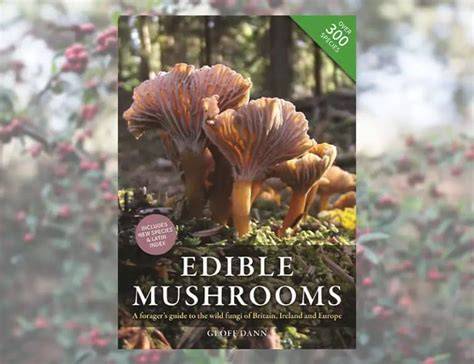 Mushrooms in Ireland: Ultimate Foraging Guide - raincitystudios.com