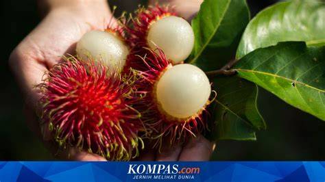 Musim Rambutan, Kenali Jenis-jenis Rambutan Enak - raincitystudios.com