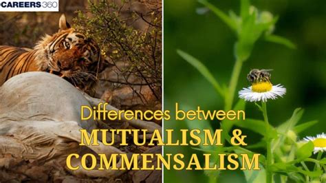 Mutualism vs. Commensalism | Key Differences & Examples - muktibox.com