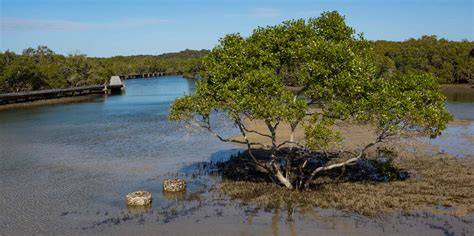 My Mangroves, My Livelihood - IUCN - raincitystudios.com