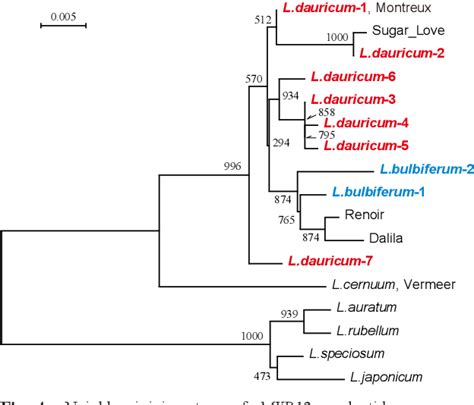 MYB19LONG is involved in brushmark pattern development