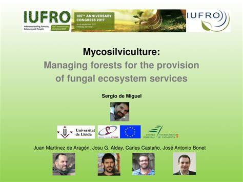 Mycosilviculture: Managing forests for the provision of … - raincitystudios.com
