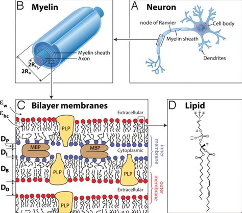 Myelin, Membrane | Learn Science at Scitable - Nature - muktibox.com
