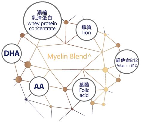 Myelin - muktibox.com