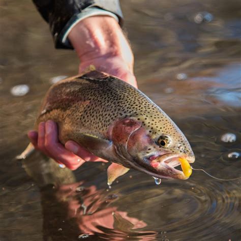 Ma fish stocking. October 04, 2021 WBUR Newsroom Here's some exciting news for fishermen: Thousands of trout this week will be dropped into rivers, lakes and ponds across Massachusetts. The … 