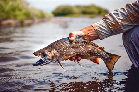 Ma stocked trout. 2024 MASSACHUSETTS TROUT STOCKED WATERS NORTHEAST DISTRICT Daily stocking updates can be viewed at Mass.gov/Trout. All listed waters are stocked in the spring. Bold waters are stocked in spring and fall. 