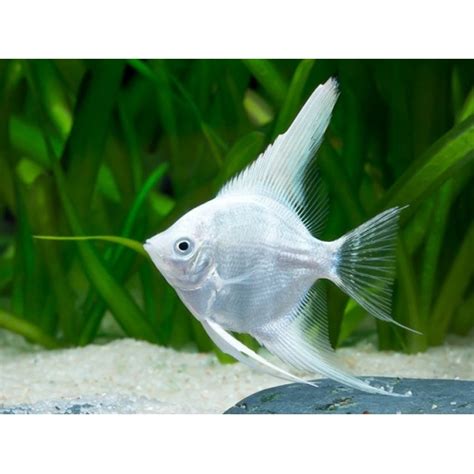 Maanvis platinum white diamond - Dierenspeciaalzaak Matavi