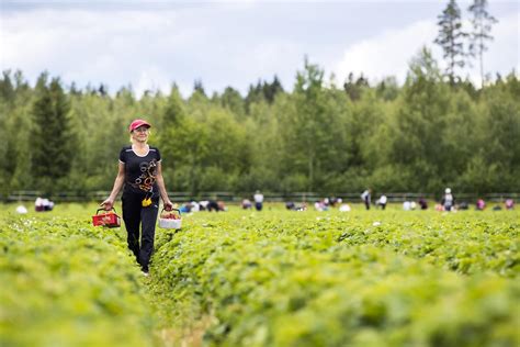 Maatalous Virrat - Tiedot ja hakemisto Suomi