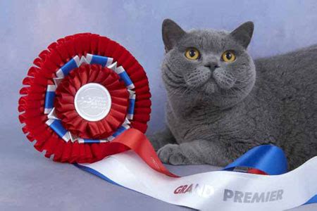 Mabledon British Shorthair Cats - British Blue Shorthair