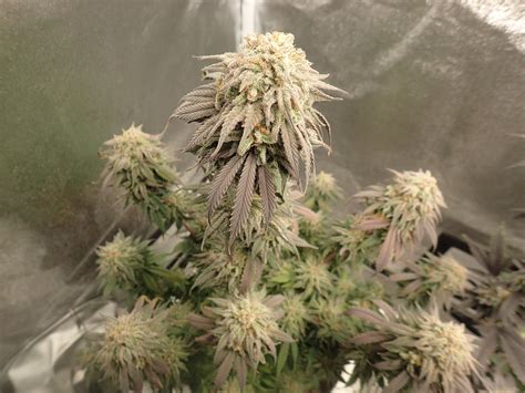 Mac 1 seeds capulator.  Combining a perfect balance of Alien Cookies, Mira...