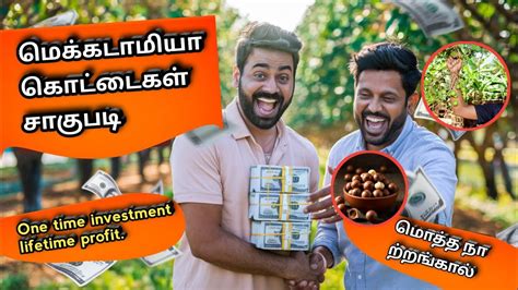 Macadamia meaning in tamil