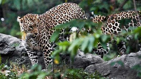 Macan tutul taman nasional. .  <a href=https://mebeltula.ru/wwf03/news-in-harris...