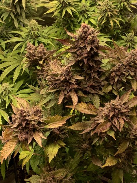 Original Strain. Parentals: Gusherz x Skittlez x Triangle Kush. % Indica/Sativa: True Hybrid (50% Indica / 50% Sativa) Photoperiodic Flowering: 55-60 Days October 5-10. Flavor / Taste / Smell: Chemical Spill at a Nail Salon With Hints of Ammonia Funk. Effect: Disabling Narcotic. Lay Back and Relax You’re Not Mowing the Lawn Today.. 