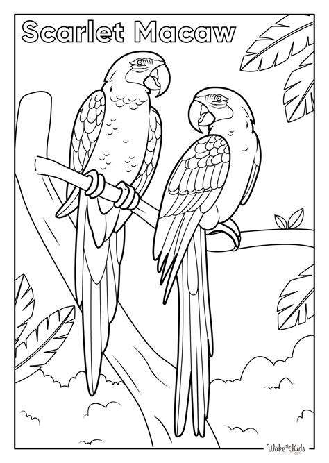 Macaw Coloring Shee